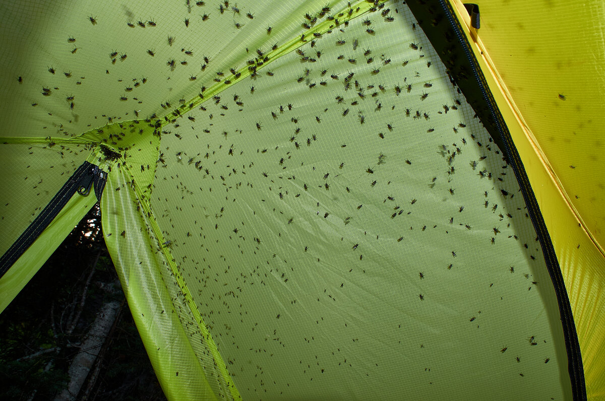 Я в таёжном краю кормил комаров... - Юрий кот