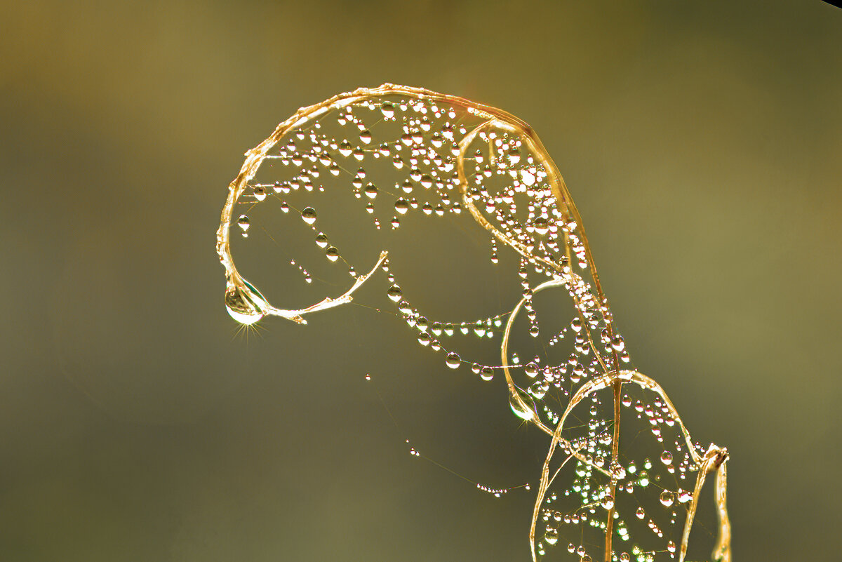 Вензель паучка - Юрий Спасенников Вензель паучка - Юрий Спасенников