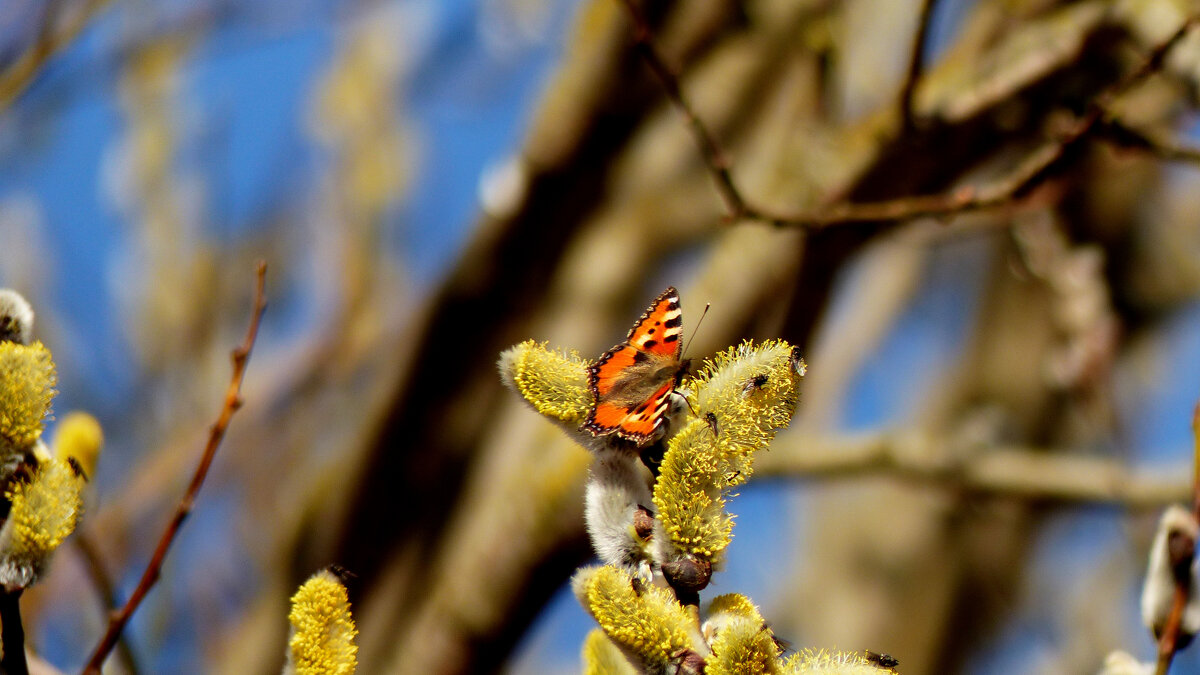 опять про бабочек 310 - Александр Прокудин опять про бабочек 310 - Александр Прокудин