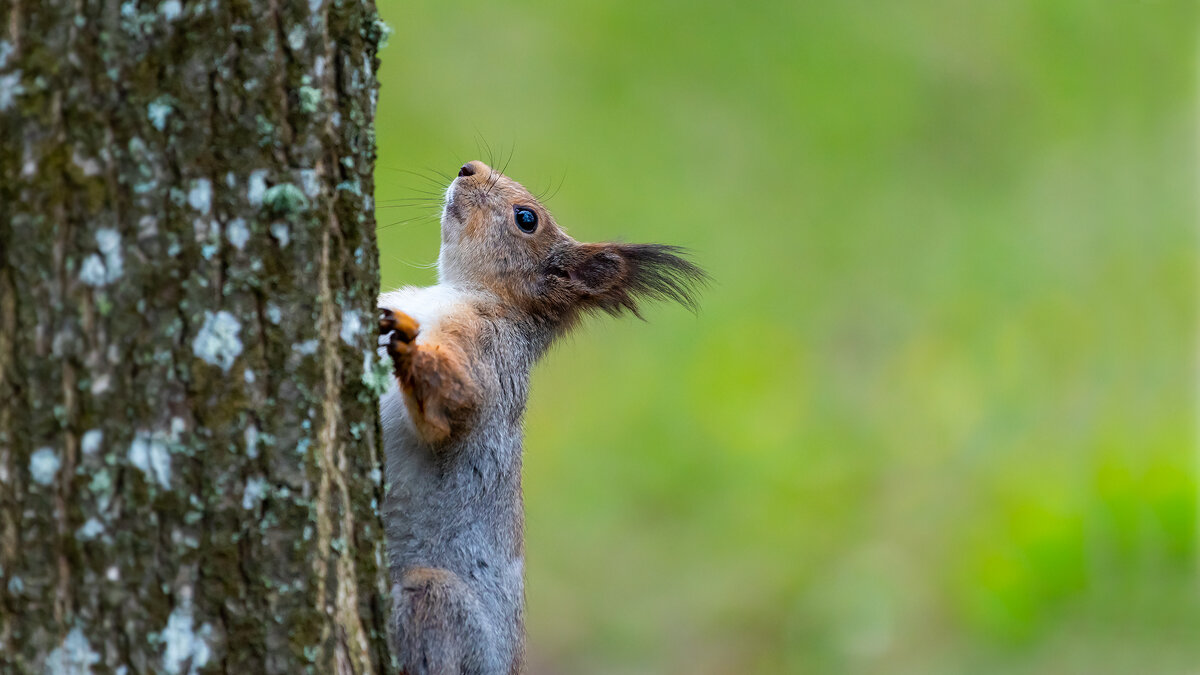 Белочки Петергофа - Владимир Лазарев Белочки Петергофа - Владимир Лазарев