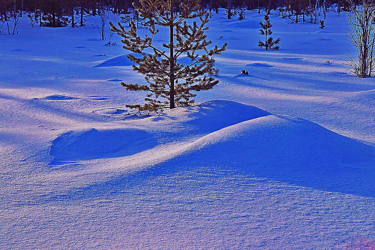 Февраль...Весна света в тайге! - Владимир 
