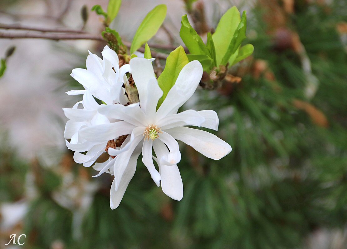 Магнолия звёздчатая - Любовь Сахарова Магнолия звёздчатая - Любовь Сахарова