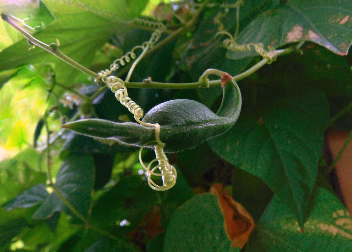 Фасоль со страховкой. - nadyasilyuk Вознюк Фасоль со страховкой. - nadyasilyuk Вознюк