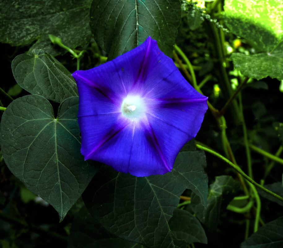 Цветок Ипомея синяя - Валентин Семчишин Цветок Ипомея синяя - Валентин Семчишин