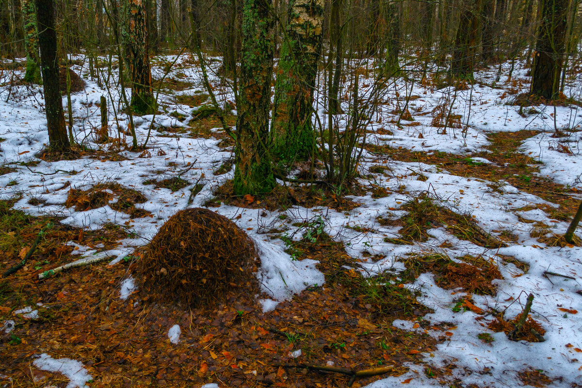 Муравейник в январе - Сергей Цветков Муравейник в январе - Сергей Цветков