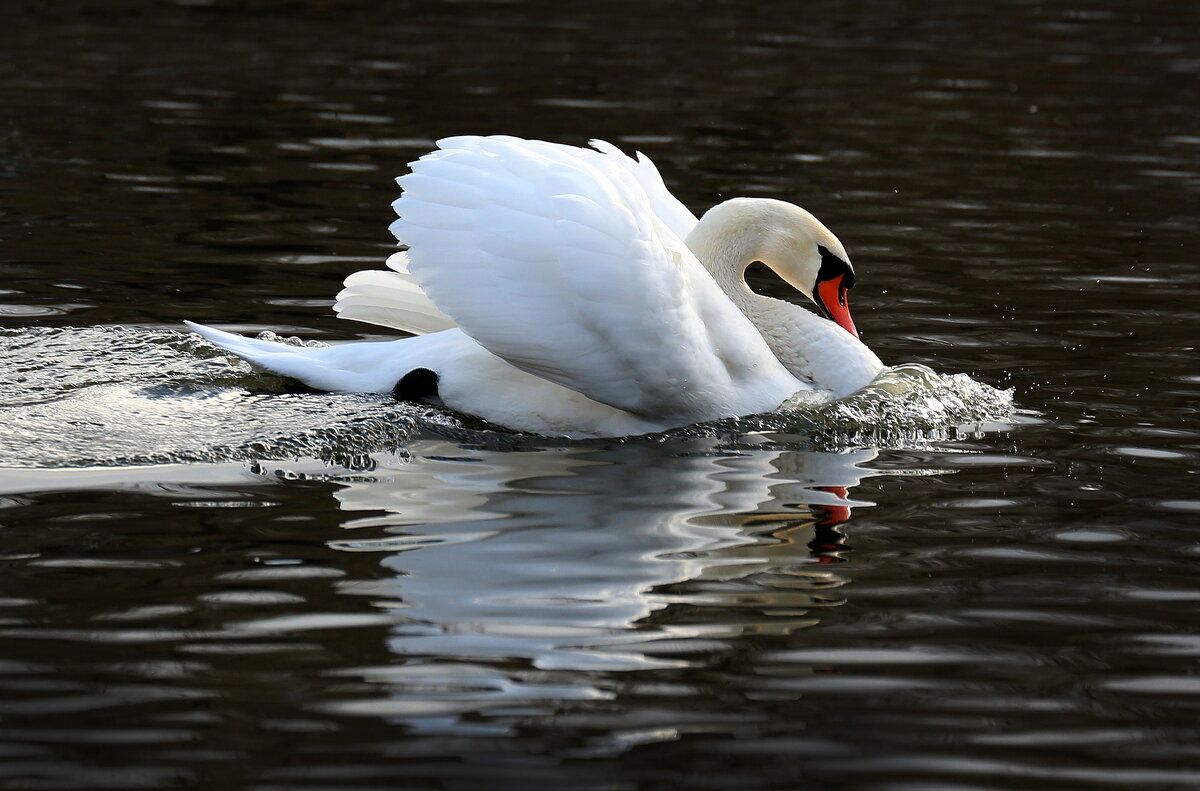 4 февраля - Михаил Бибичков 4 февраля - Михаил Бибичков
