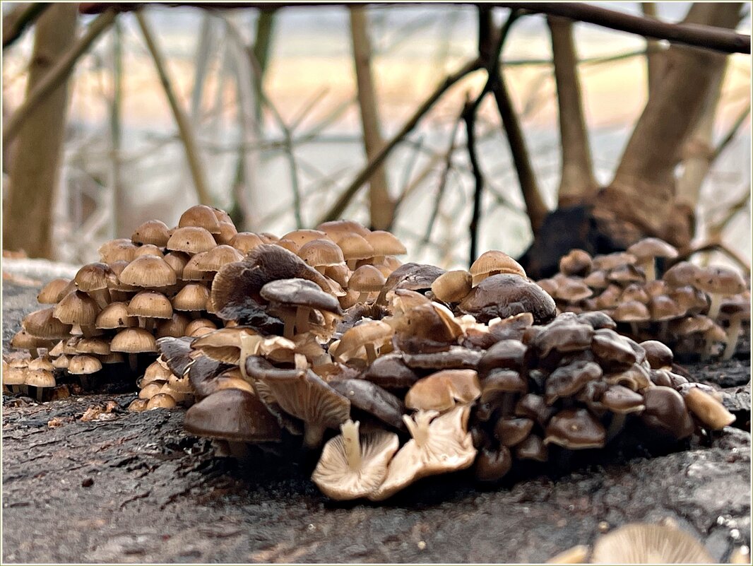 Январские грибы. - Валерия Комова