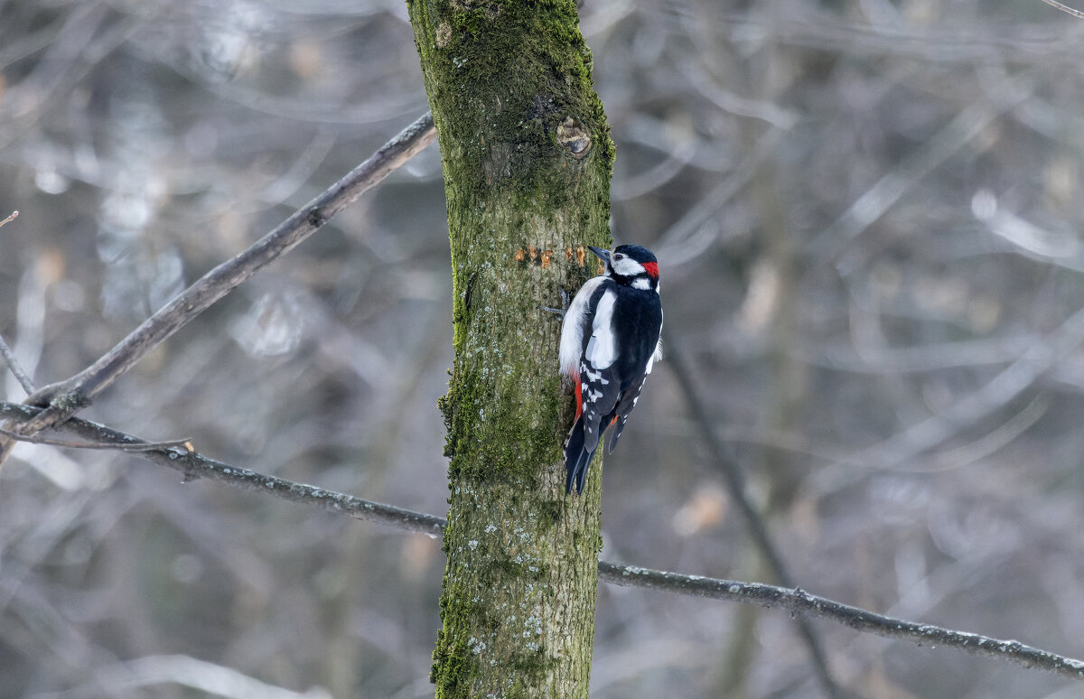 большой пестрый дятел. - юрий макаров большой пестрый дятел. - юрий макаров