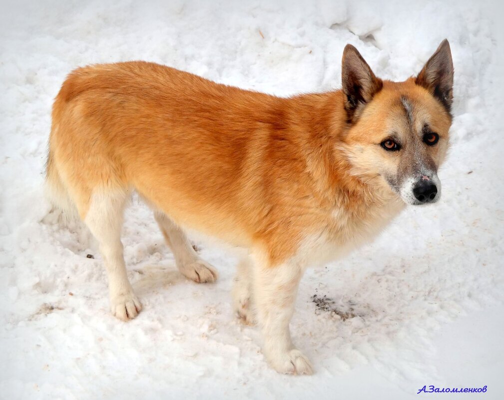 О зимних встречах на прогулке... - Андрей Заломленков О зимних встречах на прогулке... - Андрей Заломленков