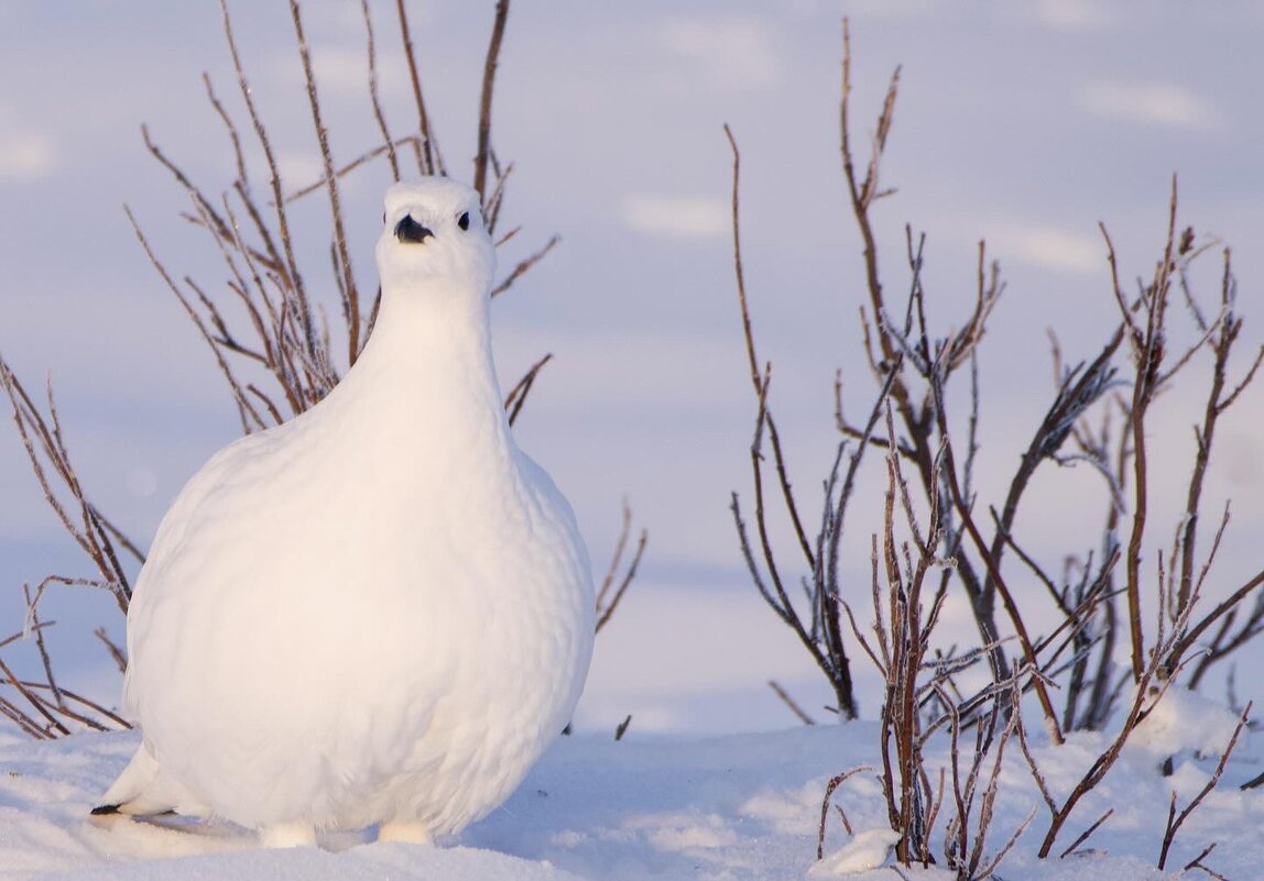 Белая куропатка - Виктория 