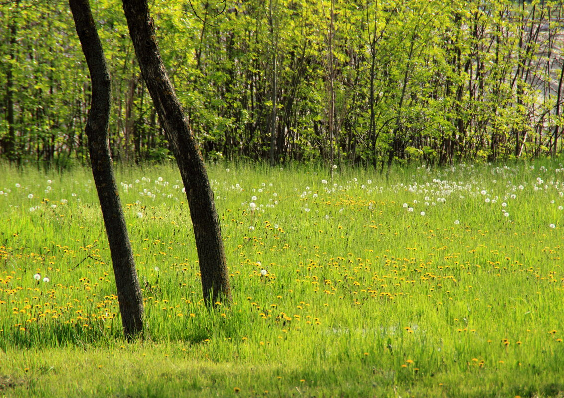 Весна скоро! - Леонид 