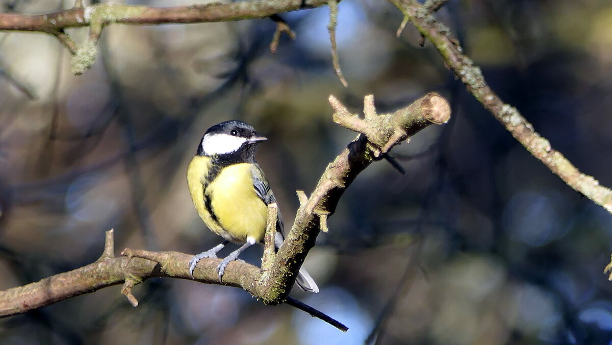 Весна!!! Уж тает снег, бегут ручьи, В окно повеяло весною… Засвищут скоро соловьи, И лес оденется л - "The Natural World" Александер Весна!!! Уж тает снег, бегут ручьи, В окно повеяло весною… Засвищут скоро соловьи, И лес оденется л - "The Natural World" Александер