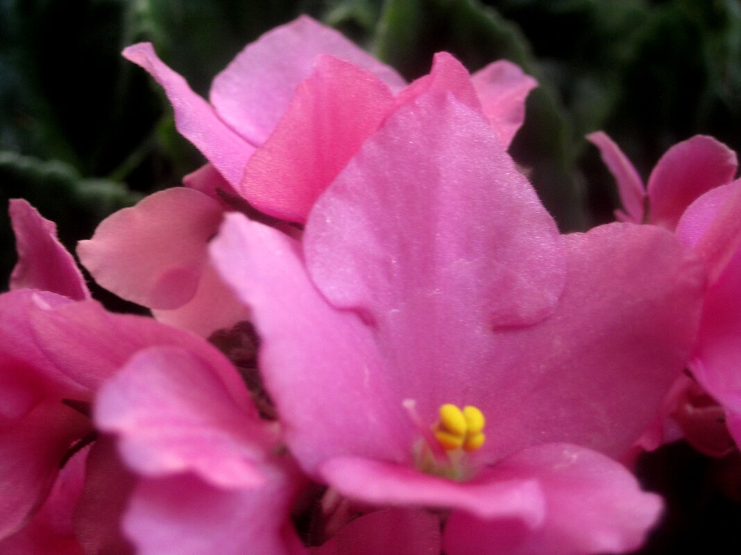 Фиалка - Елена Семигина Фиалка - Елена Семигина