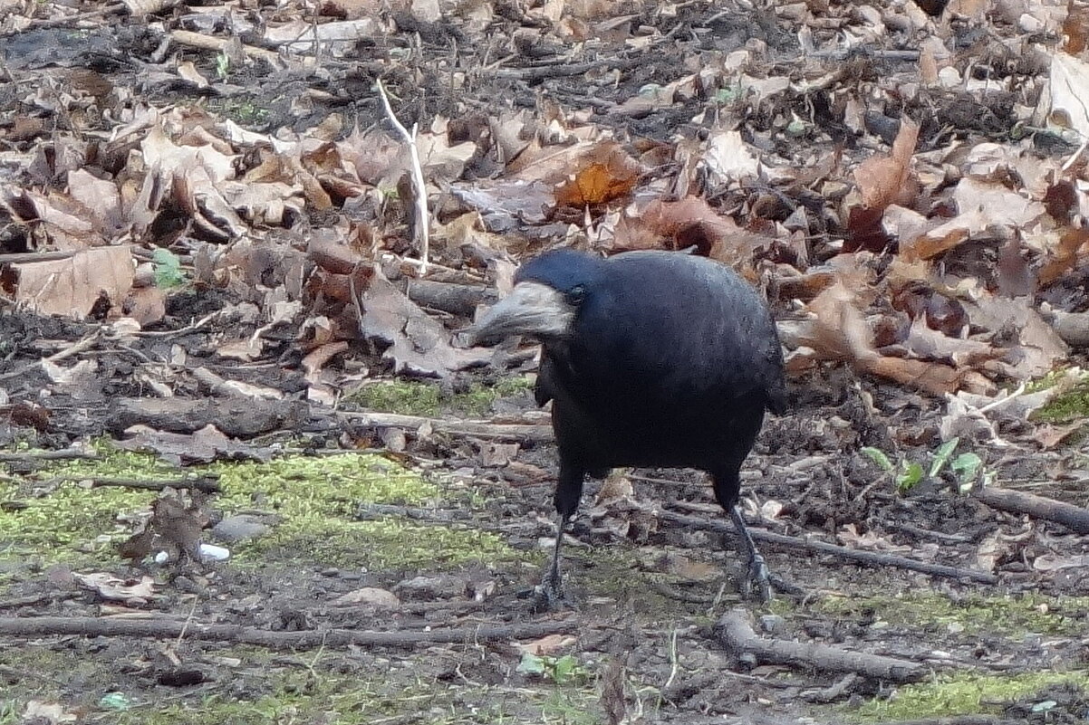 Грач в поисках пищи - Рита Симонова Грач в поисках пищи - Рита Симонова