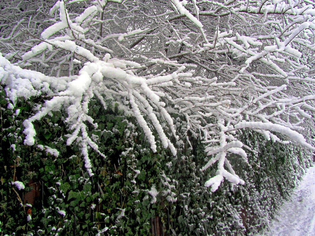 Вечнозеленый забор - Сергей Карачин Вечнозеленый забор - Сергей Карачин