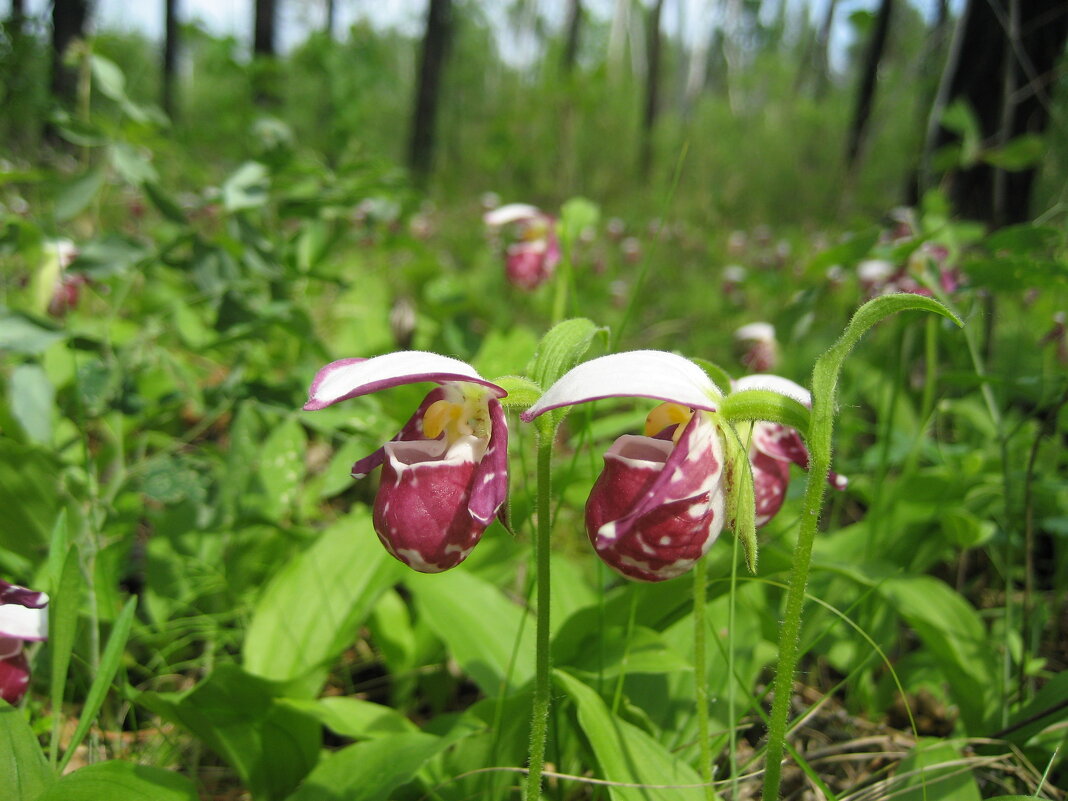 Башмачки - Anna Ivanova Башмачки - Anna Ivanova