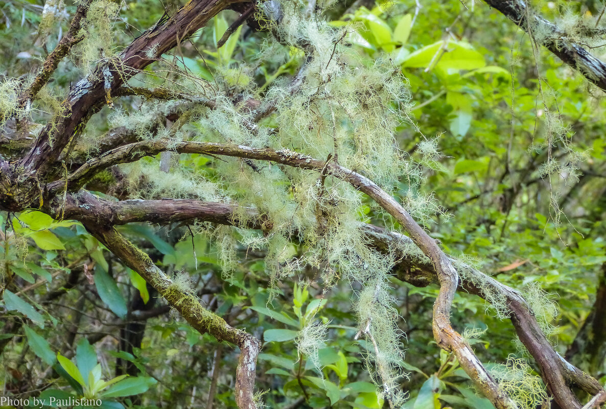 В горном лесу... - Владимир Жданов В горном лесу... - Владимир Жданов