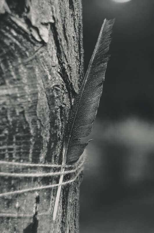 В канун наступившей осени. - Анатолий Щербак