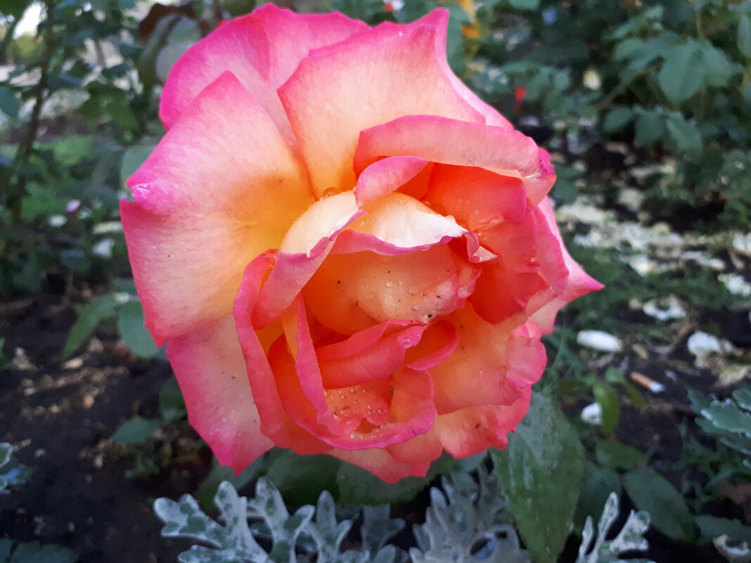 *** - Андрей Л. В. *** - Андрей Л. В.