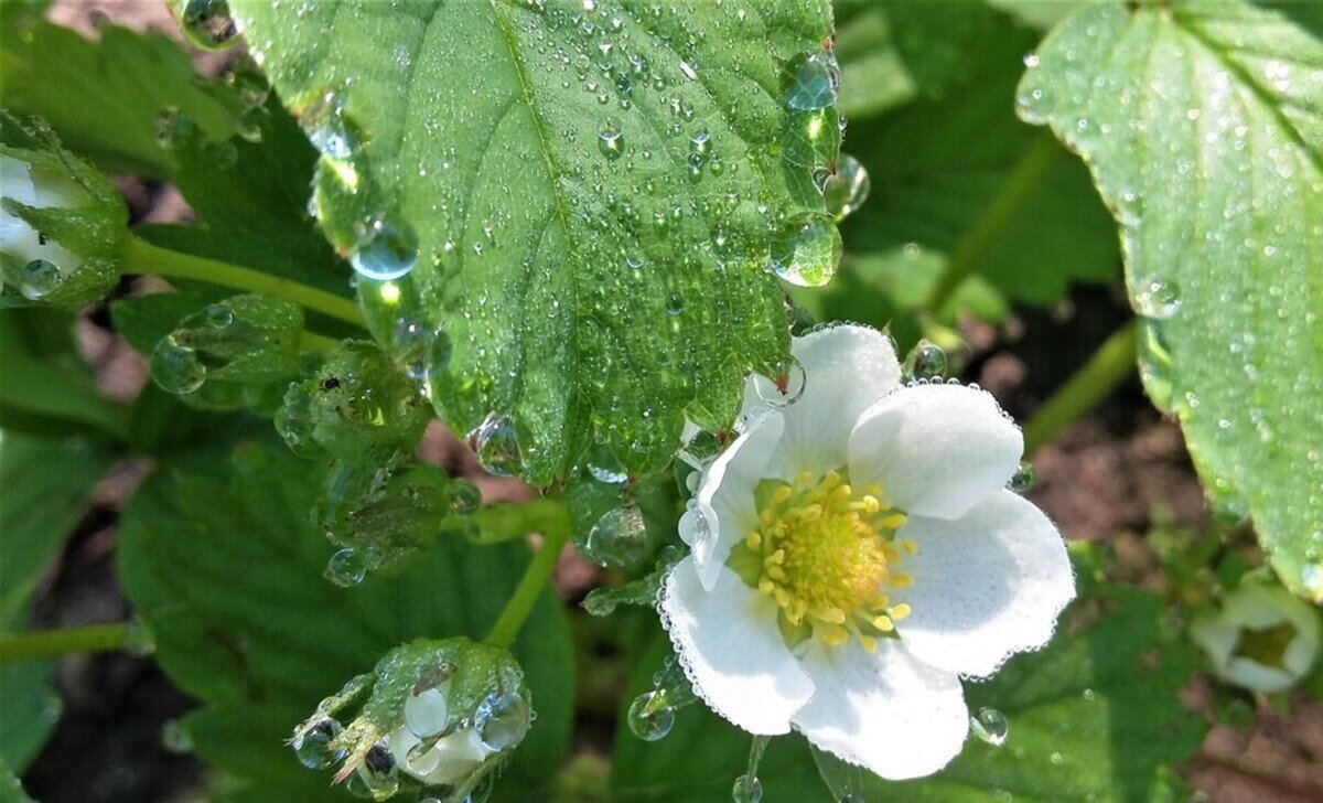 ***в капельках росы*** - Olga Oskolkova ***в капельках росы*** - Olga Oskolkova