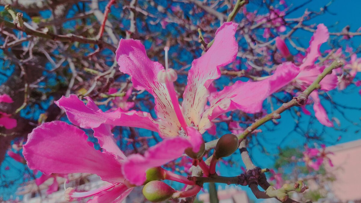 12  КЛОС (498) - CLOSE WAYS ALL