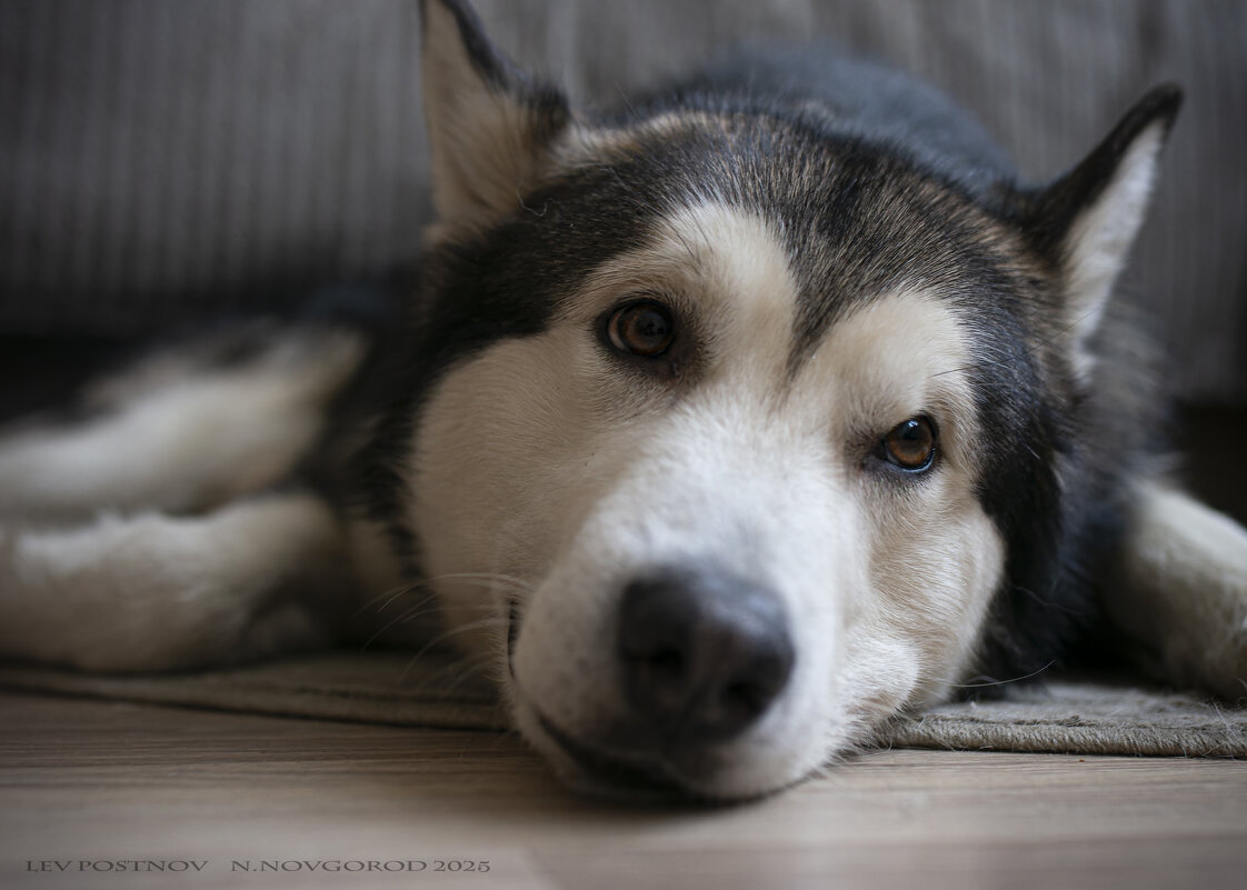 Ярик. - leff Postnov