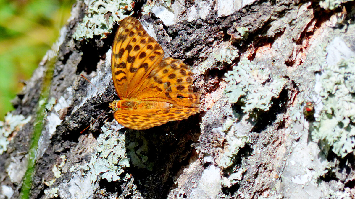 опять про бабочек 313 - Александр Прокудин опять про бабочек 313 - Александр Прокудин