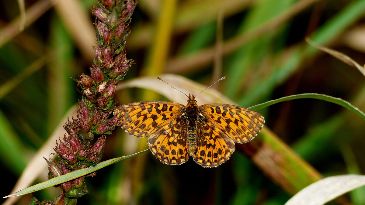 опять про бабочек 315 - Александр Прокудин