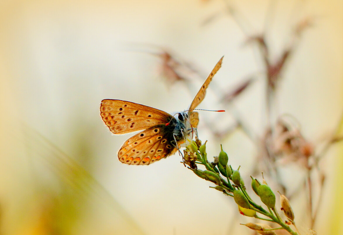 опять про бабочек 317 - Александр Прокудин опять про бабочек 317 - Александр Прокудин