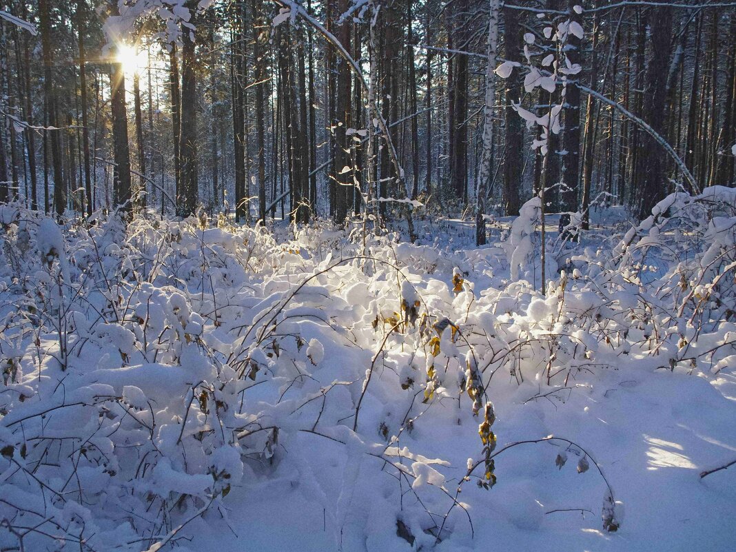Солнце в лесу - Сергей Швечков Солнце в лесу - Сергей Швечков