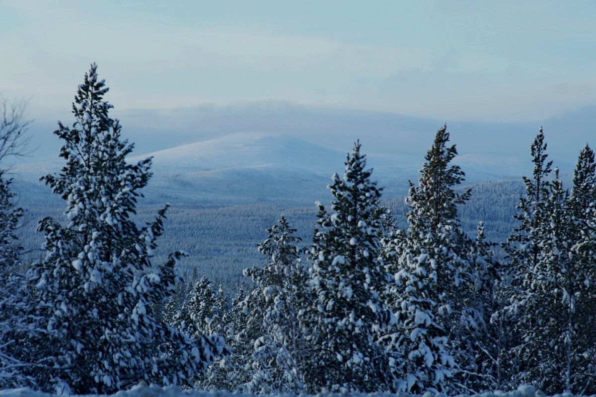 Сопка за деревьями - Сергей Швечков