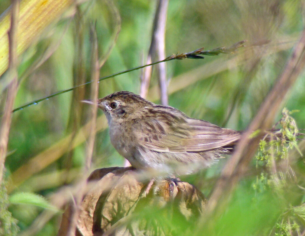 обыкновенный сверчок - gawrilа - dan обыкновенный сверчок - gawrilа - dan