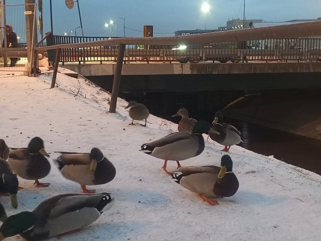 Кряквы - Сапсан 