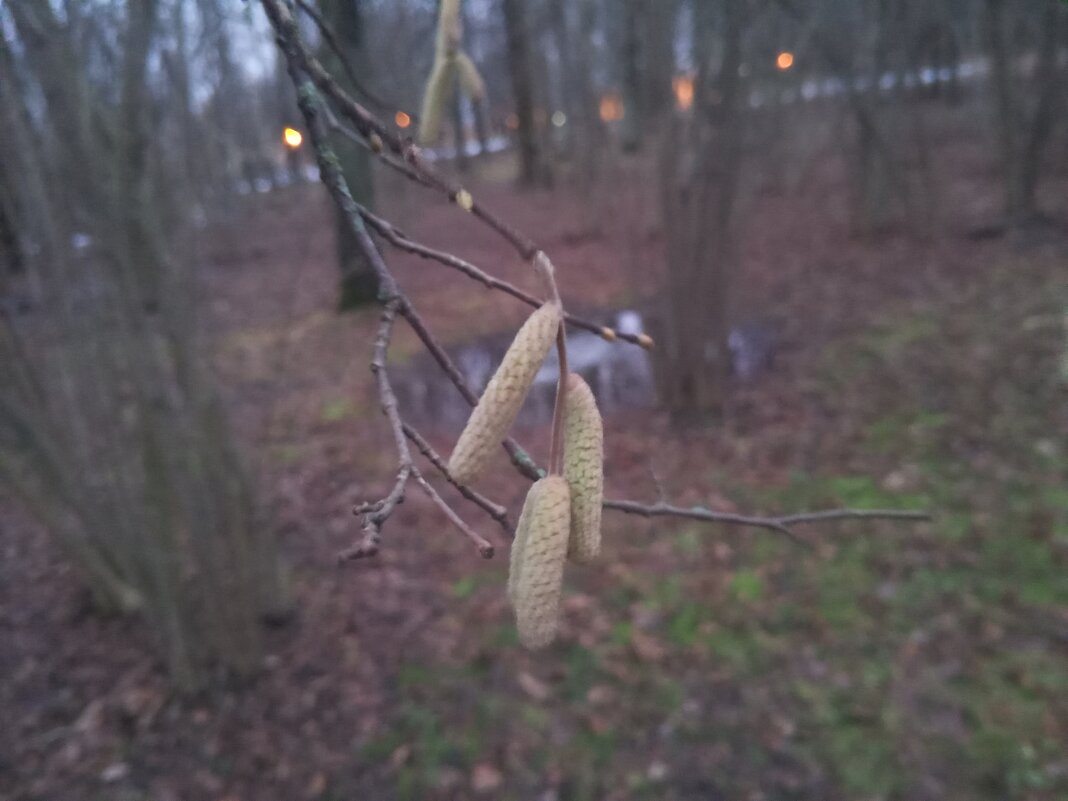 Орешник - Сапсан 