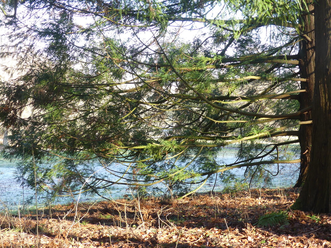 Вельгельм парк(серия) - Владимир Манкер