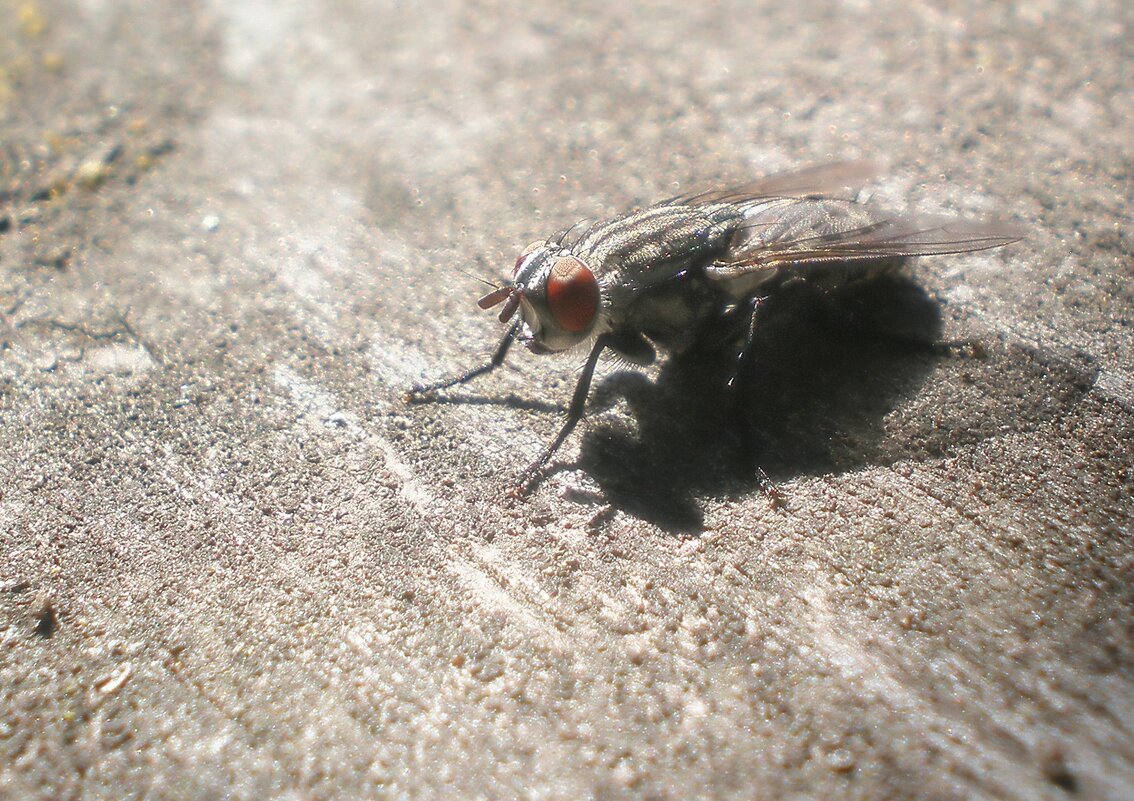 Мелочь пузатая... - Роман Савоцкий Мелочь пузатая... - Роман Савоцкий