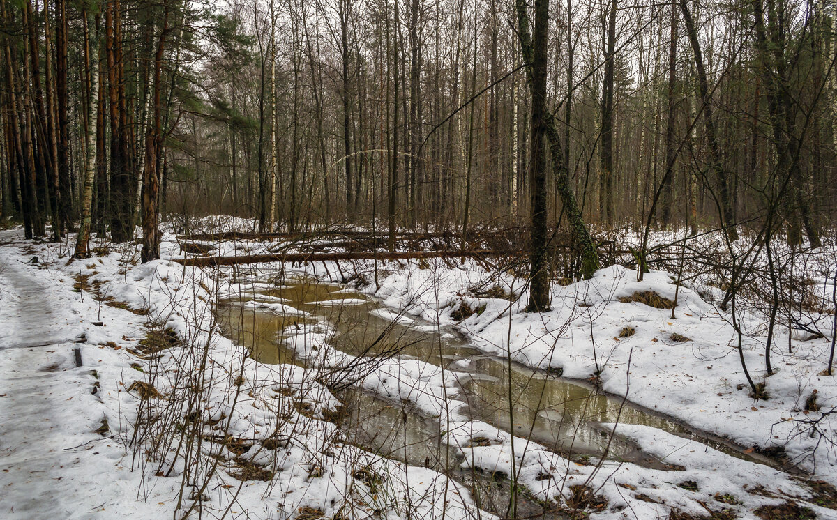 Зимние проталины - Сергей Цветков Зимние проталины - Сергей Цветков