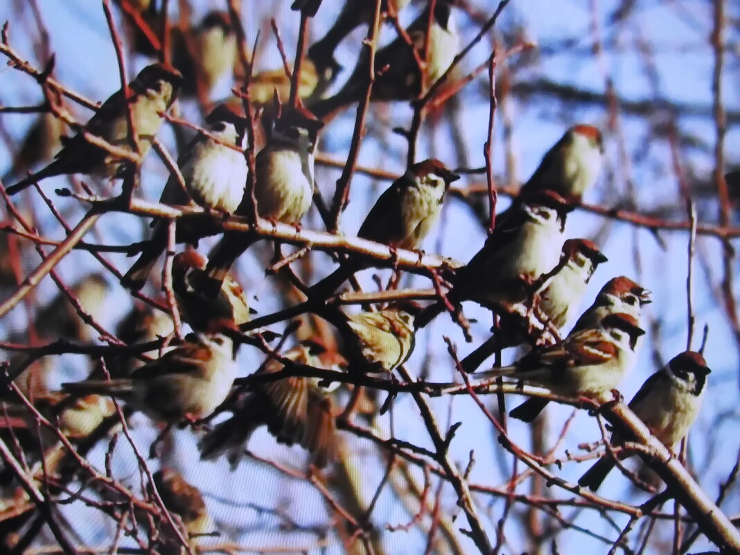 Прилетели на кормёжку - Людмила Смородинская
