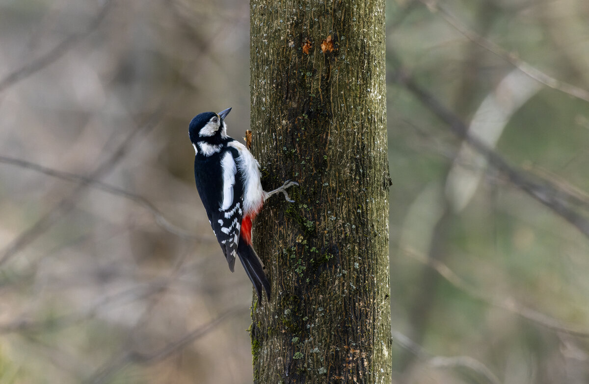 большой пестрый дятел. - юрий макаров