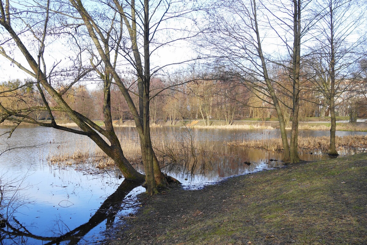 Январский пейзаж - Рита Симонова
