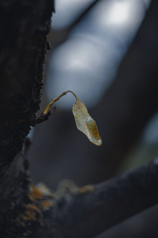 В канун наступившей осени. - Анатолий Щербак
