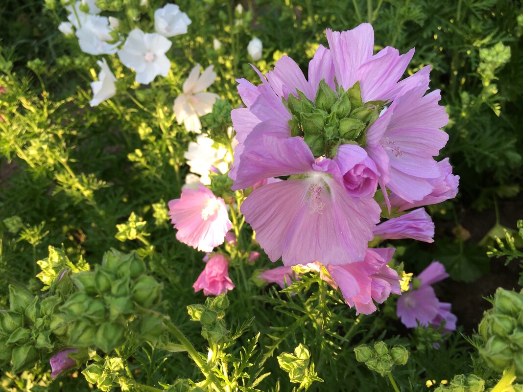 ***в лучах заката*** - Olga Oskolkova