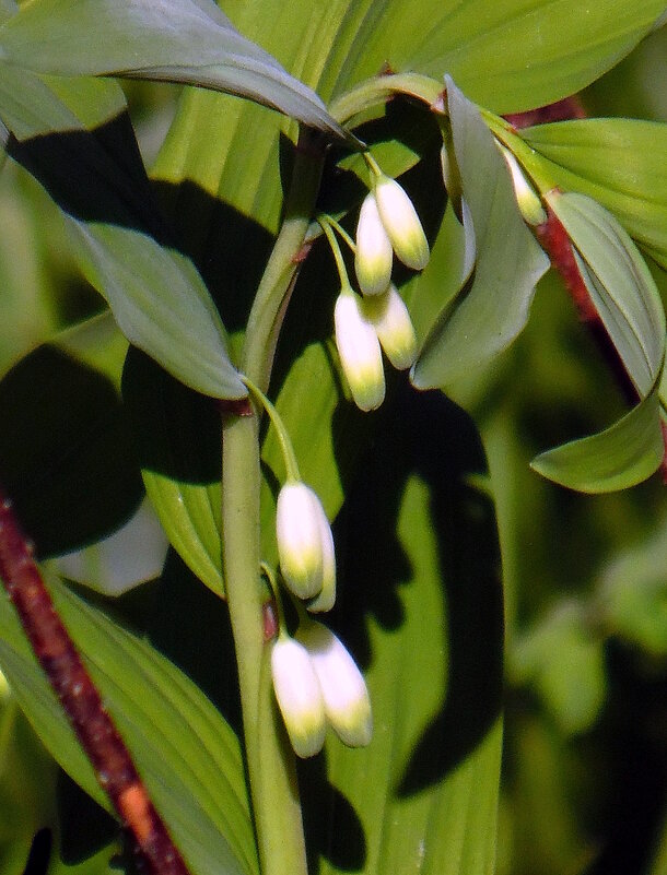 Купена в бутонах. - nadyasilyuk Вознюк Купена в бутонах. - nadyasilyuk Вознюк