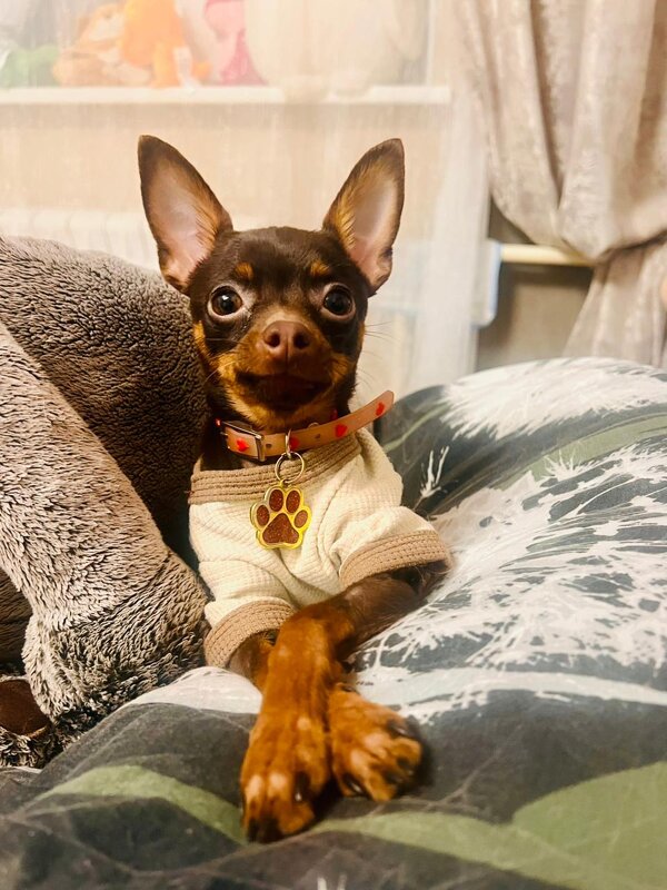 мой тойчик) - Александра Николаева