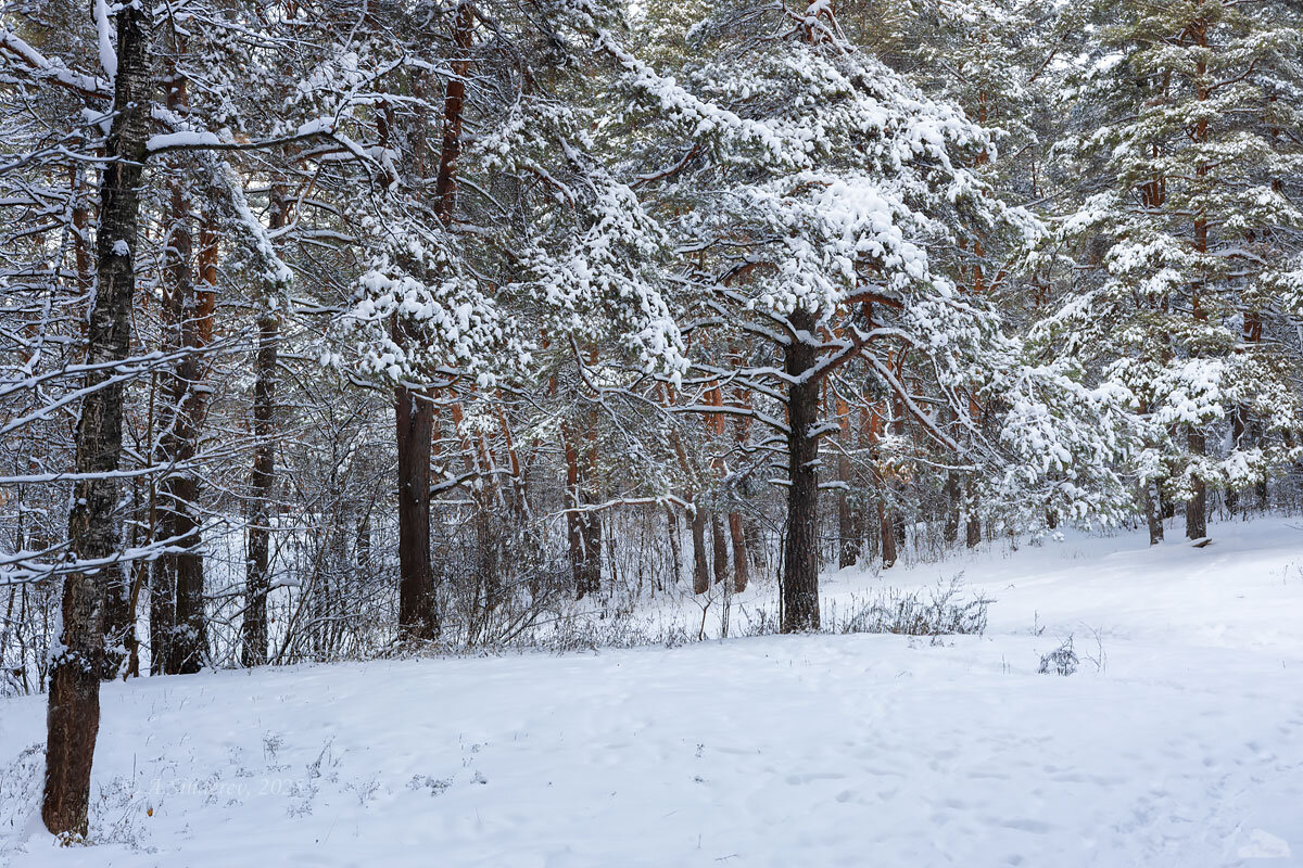 Зимняя снежная природа - Александр Синдерёв