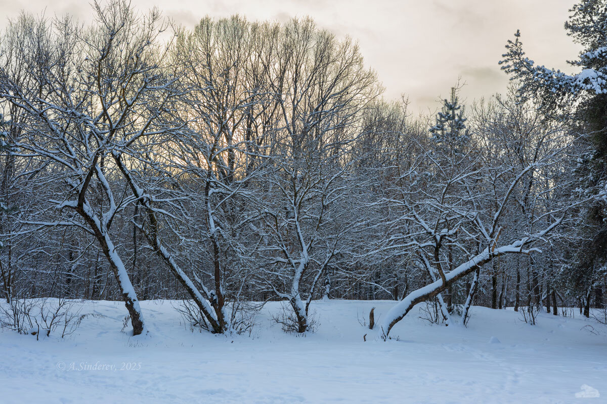 Снежные деревья - Александр Синдерёв