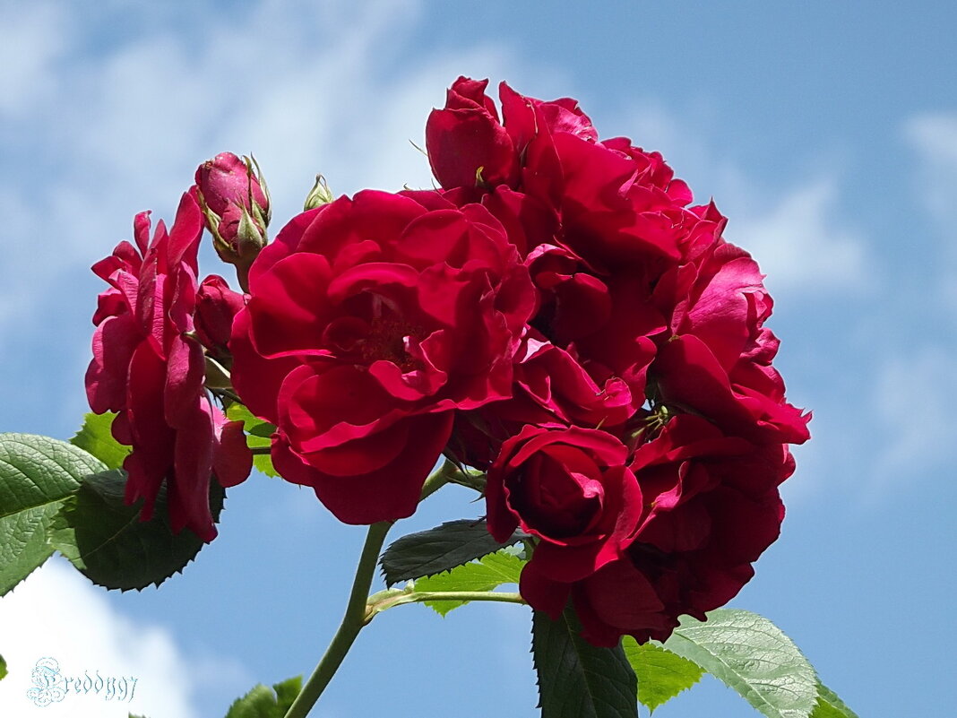 Розы - Freddy 97