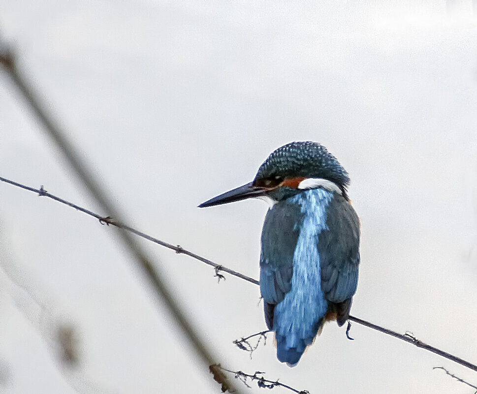 Зимородок - Андроник Александр 