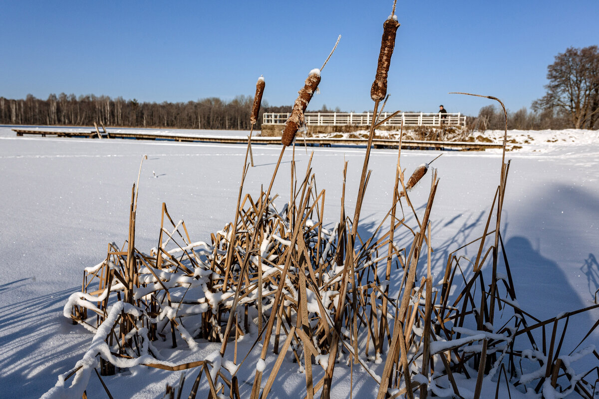 Рогоз - Александр Силинский