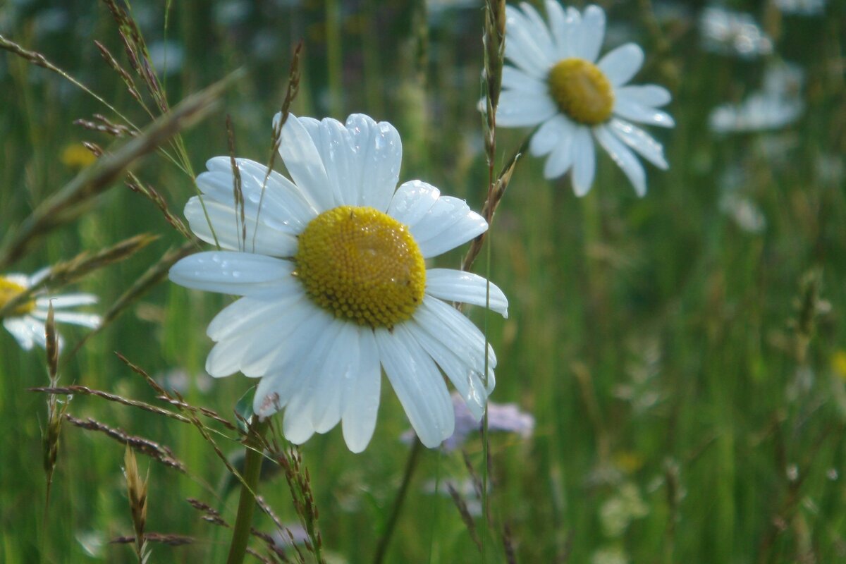 ***две подружки*** - Olga Oskolkova
